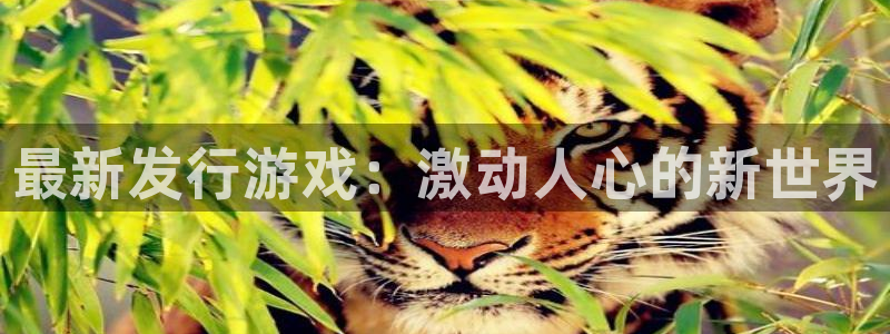 新城平台将7O777