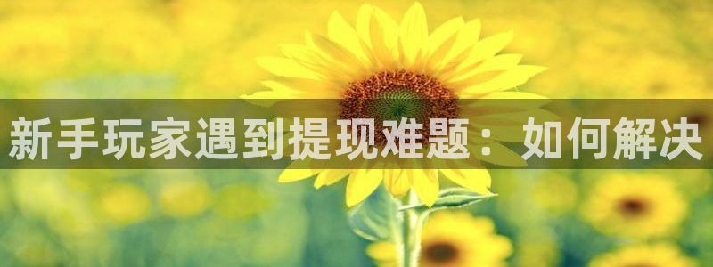 新城平台代理注册条件